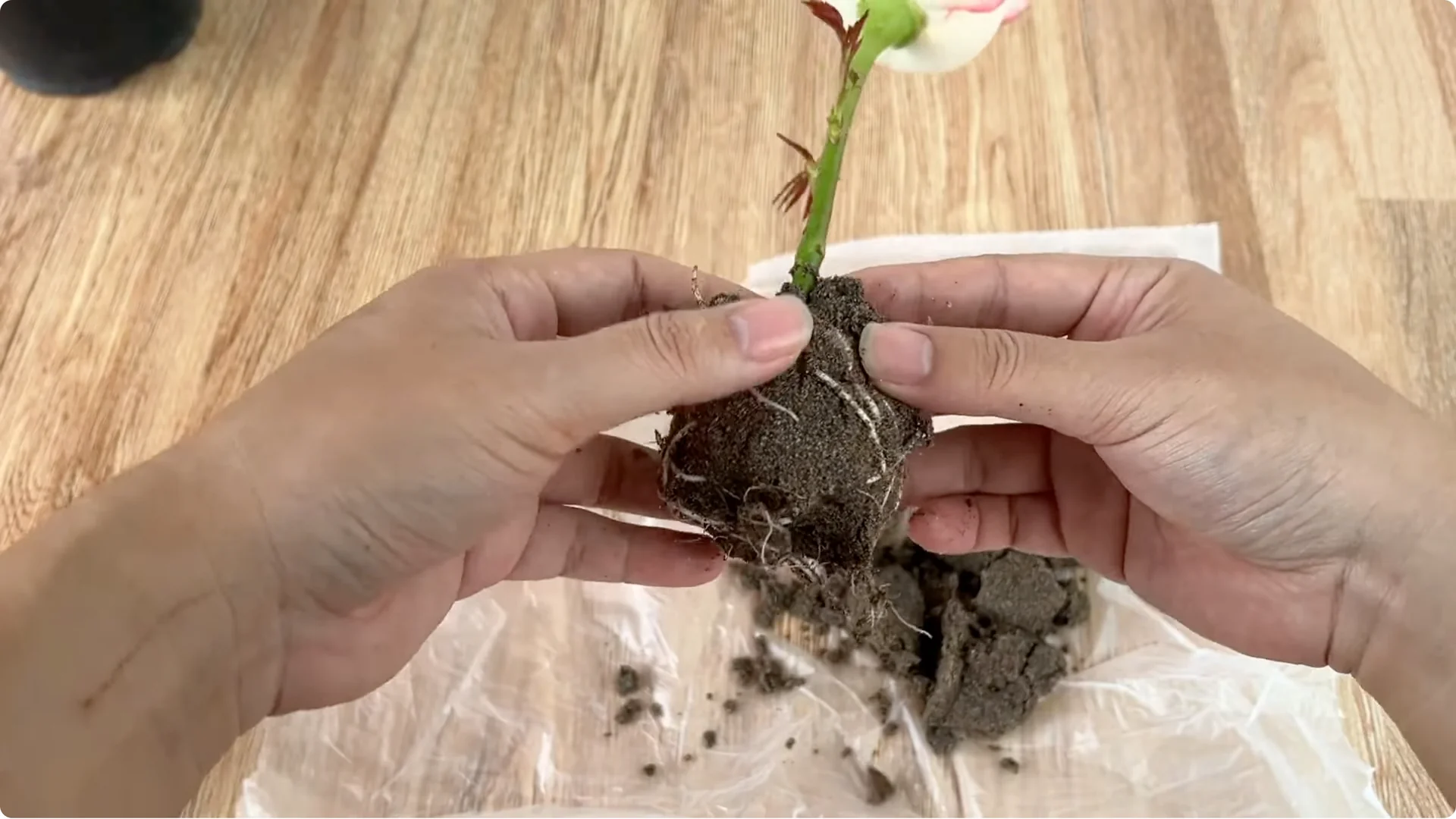 How Garlic Can Help You Propagate Roses Easily screenshot 11