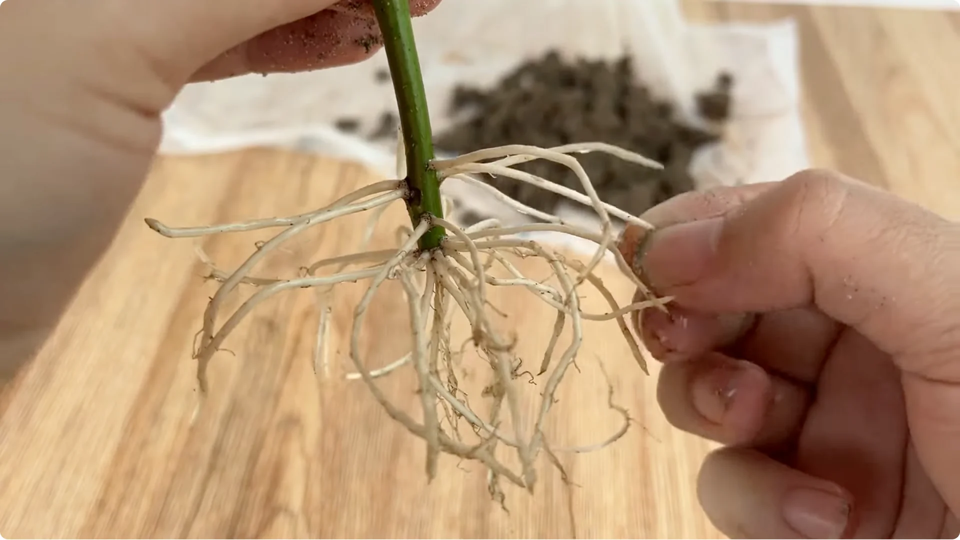 How Garlic Can Help You Propagate Roses Easily screenshot 12