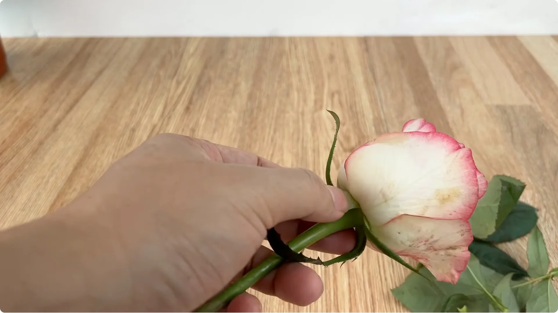 How Garlic Can Help You Propagate Roses Easily screenshot 2
