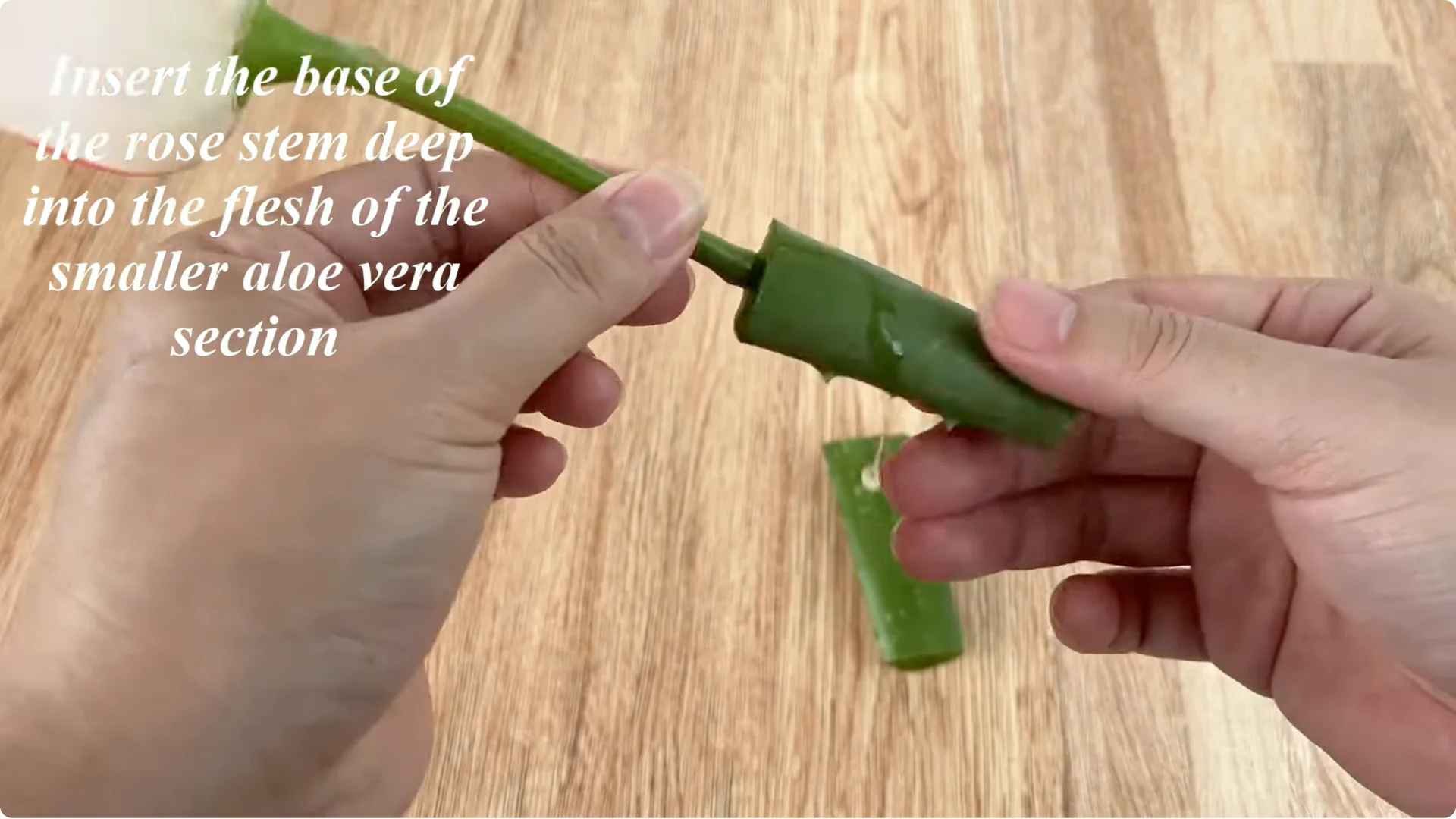 How Garlic Can Help You Propagate Roses Easily screenshot 3