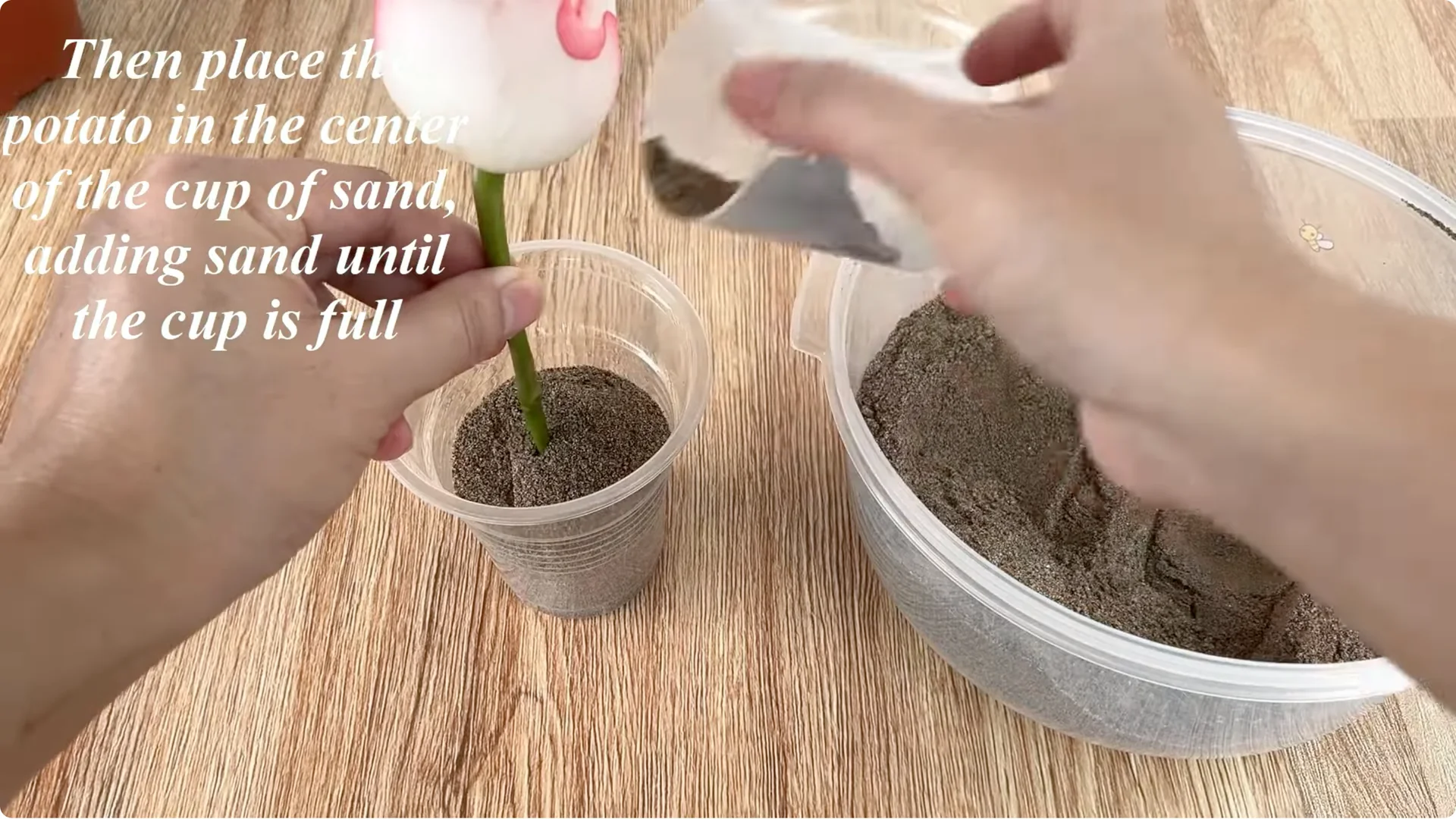 How Garlic Can Help You Propagate Roses Easily screenshot 7
