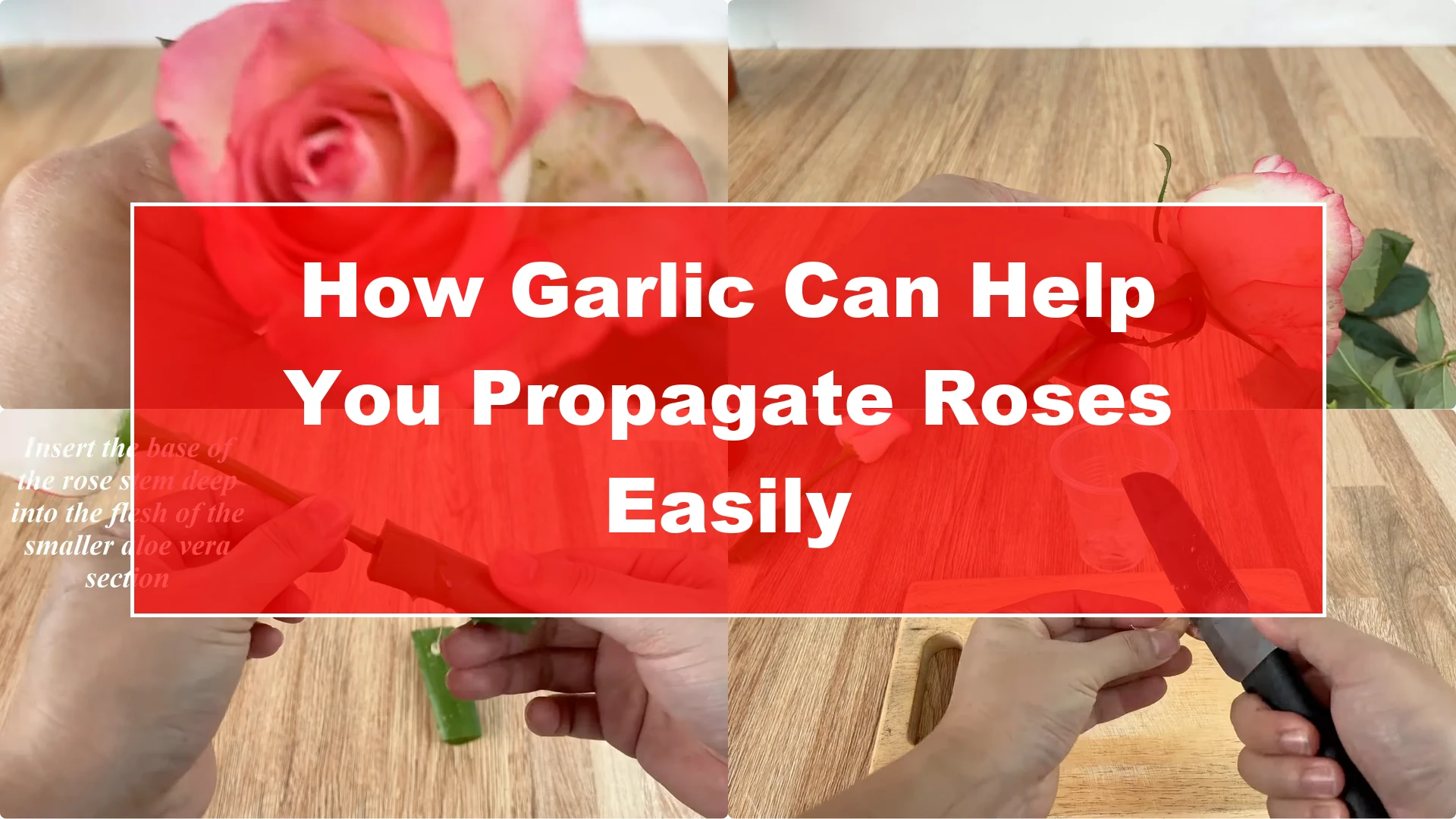 How Garlic Can Help You Propagate Roses Easily - Featured Image