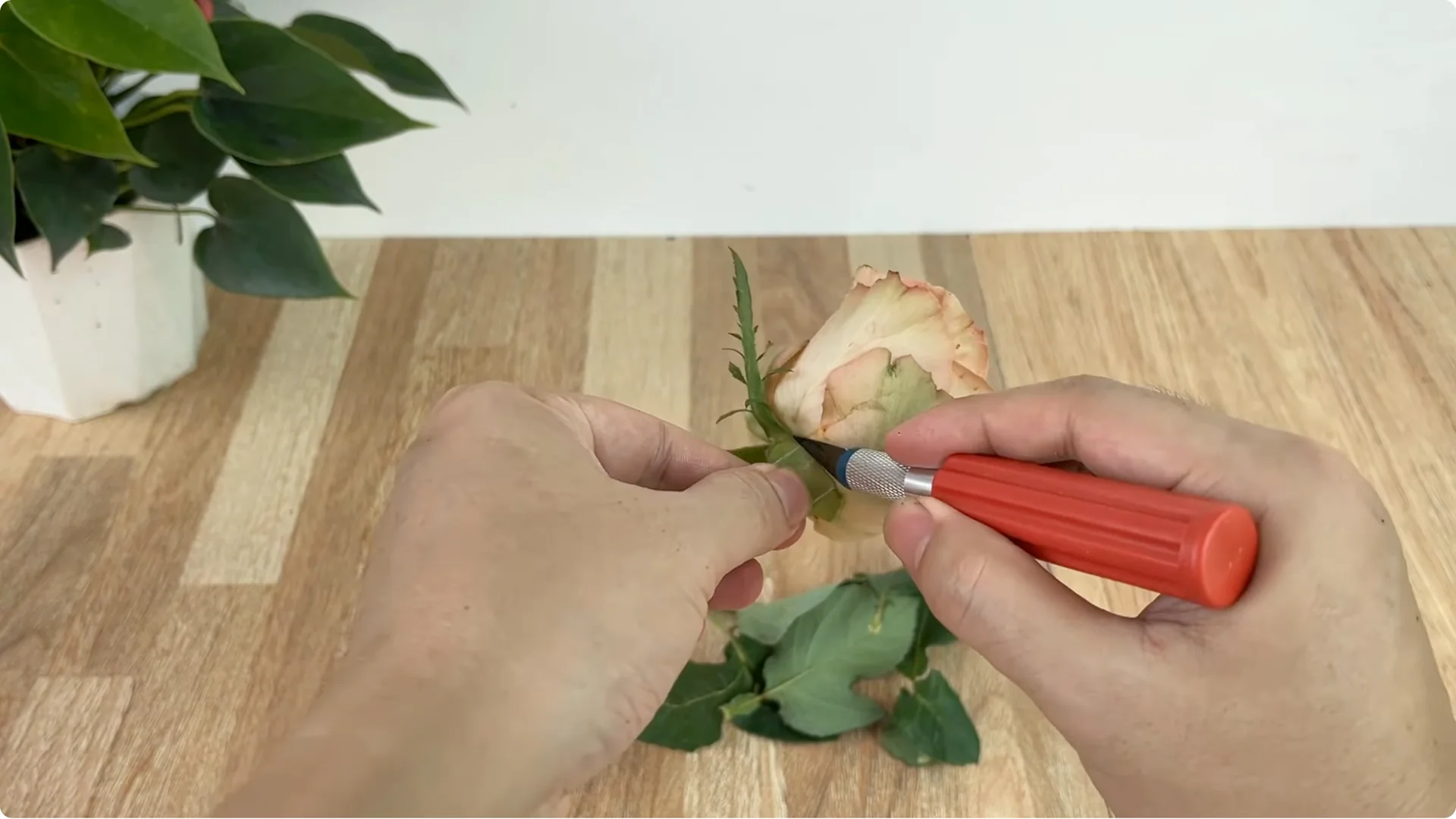 How Garlic Helped the Rose Branch Suddenly Bloom Abundantly screenshot 1