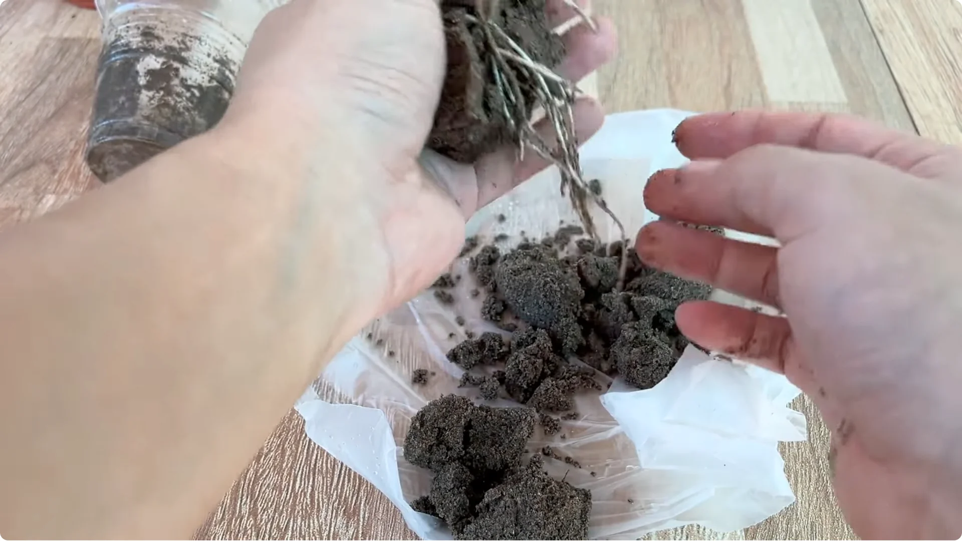 How Garlic Helped the Rose Branch Suddenly Bloom Abundantly screenshot 15