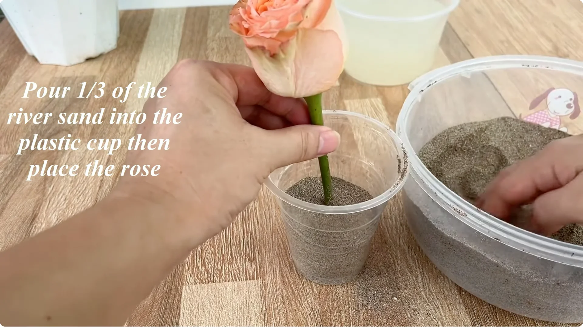 How Garlic Helped the Rose Branch Suddenly Bloom Abundantly screenshot 4