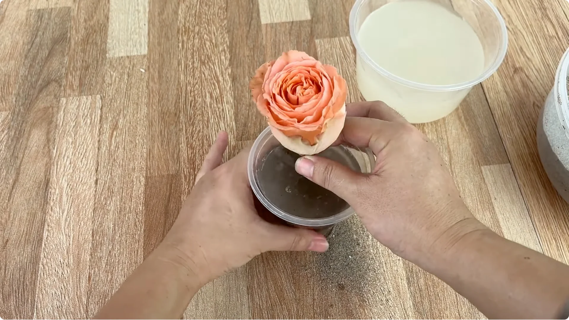 How Garlic Helped the Rose Branch Suddenly Bloom Abundantly screenshot 5