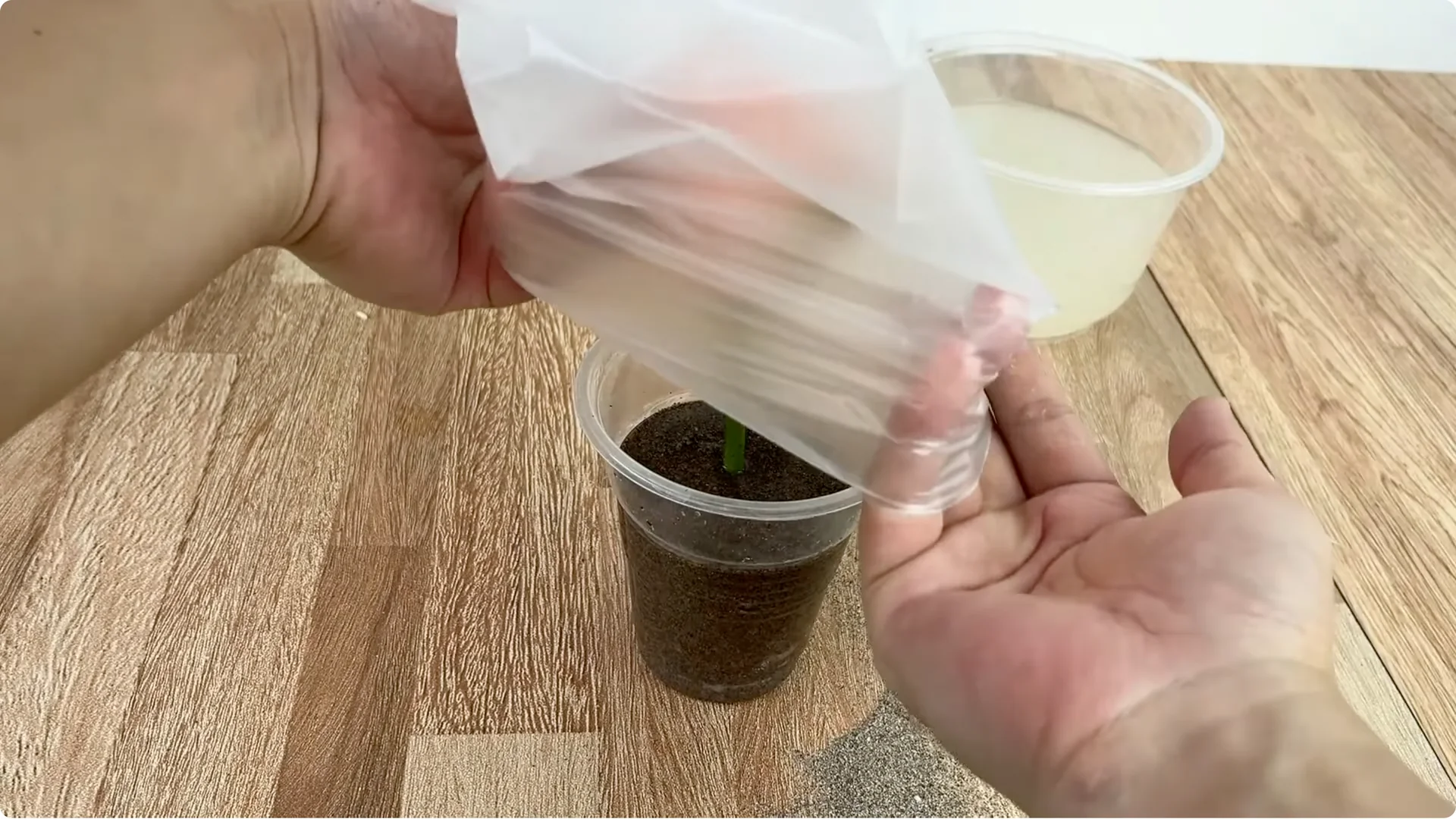 How Garlic Helped the Rose Branch Suddenly Bloom Abundantly screenshot 6