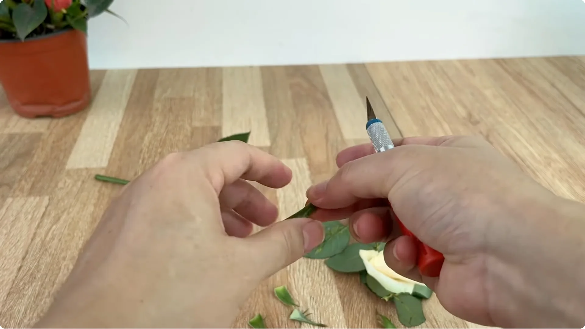 How Garlic Helped the Rose Branch Suddenly Bloom Abundantly screenshot 8