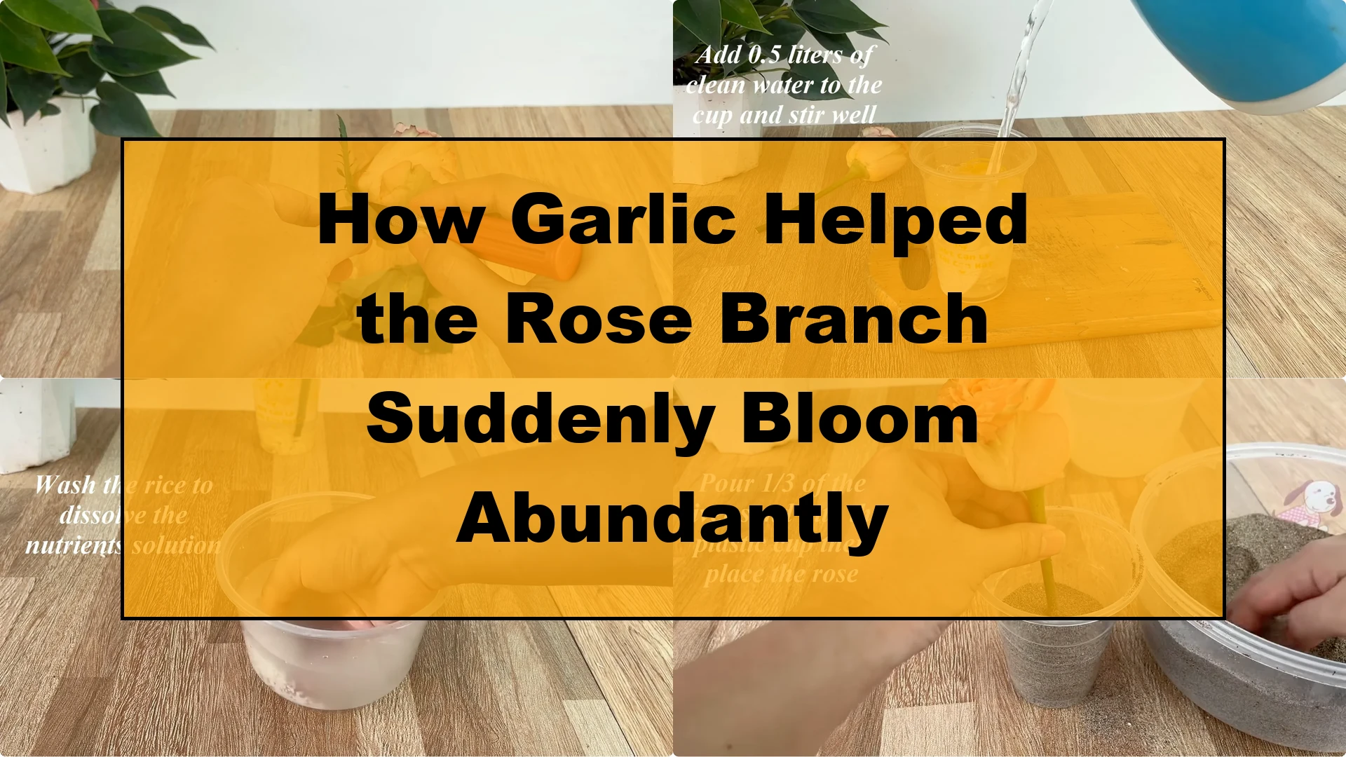 How Garlic Helped the Rose Branch Suddenly Bloom Abundantly - Featured Image