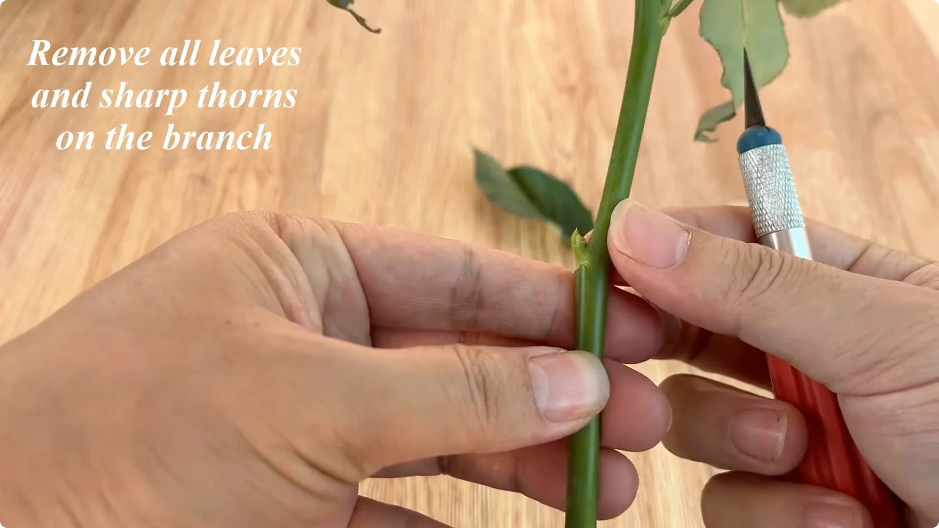 How Garlic Transforms Rose Propagation with Fast Results screenshot 1