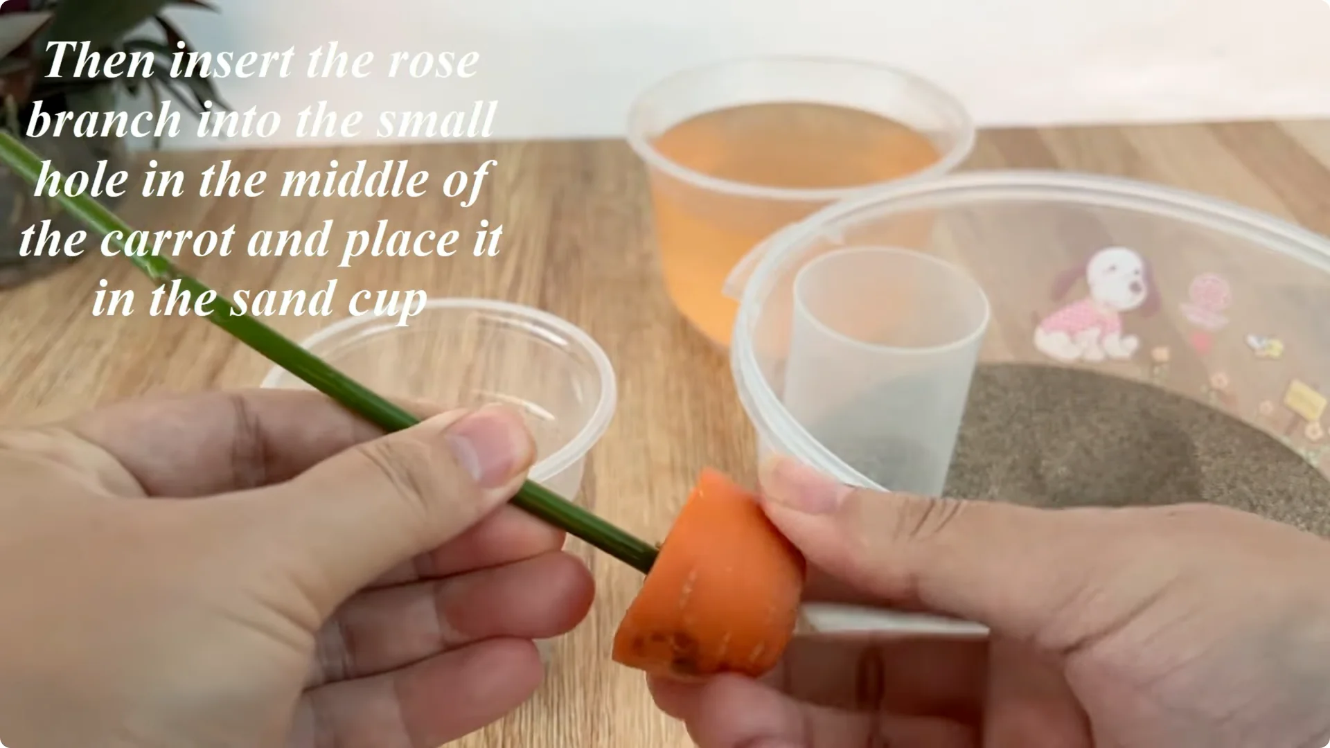 How Garlic Transforms Rose Propagation with Fast Results screenshot 6