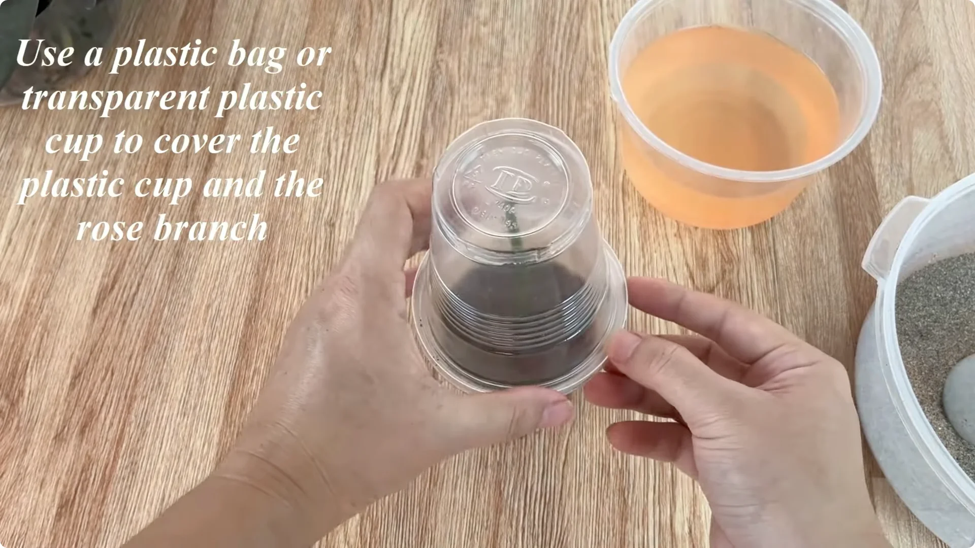 How Garlic Transforms Rose Propagation with Fast Results screenshot 7