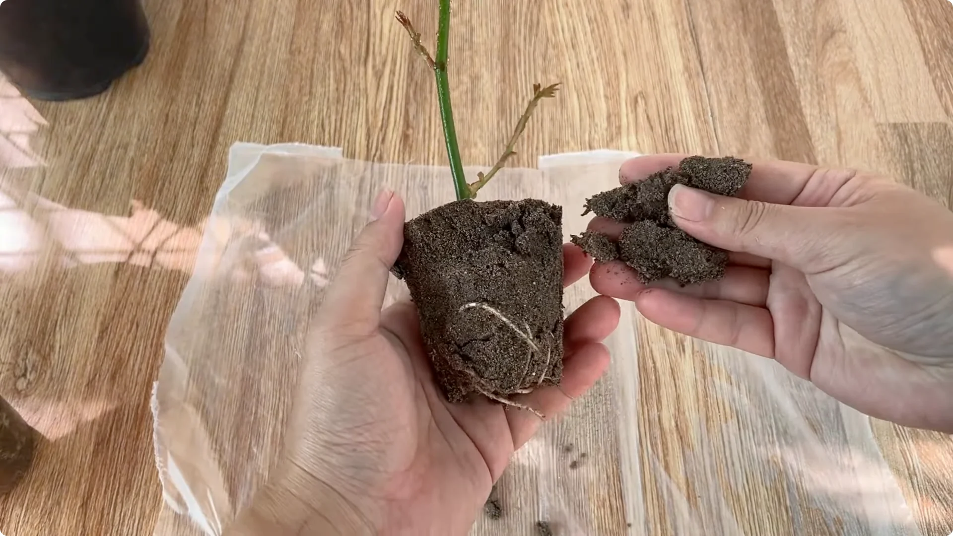 How Garlic Transforms Rose Propagation with Fast Results screenshot 8