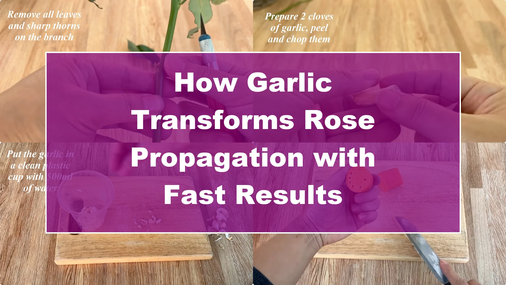 How Garlic Transforms Rose Propagation with Fast Results - Featured Image