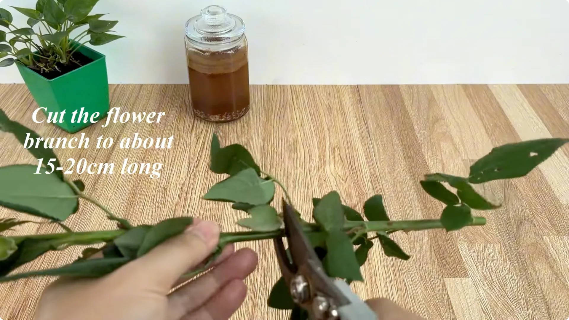 How Just 1 Cup Helps Rose Branches Root and Bloom Year-Round screenshot 2