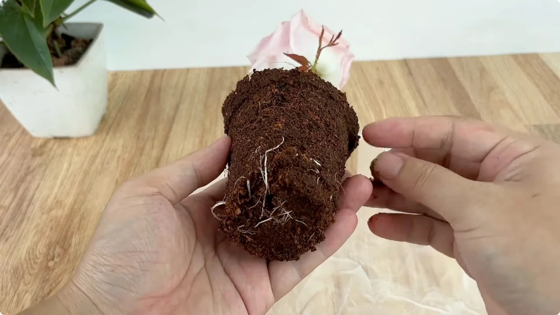 How Just 1 Cup Helps Rose Branches Root and Bloom Year-Round screenshot 7