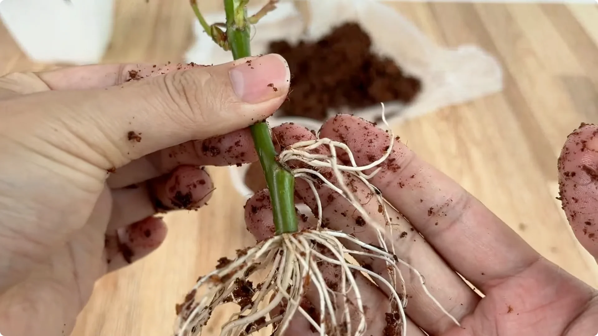 How Just 1 Cup Helps Rose Branches Root and Bloom Year-Round screenshot 8