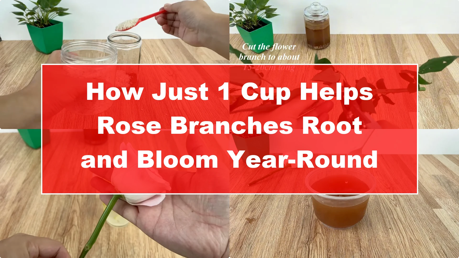 How Just 1 Cup Helps Rose Branches Root and Bloom Year-Round - Featured Image