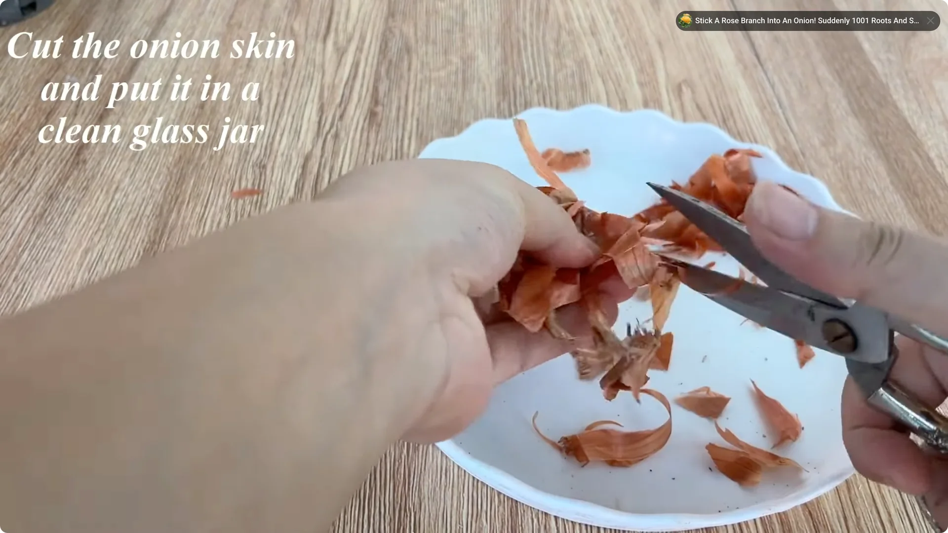 How One Cup Can Grow a Rose Plant Full of Roots and Blooms screenshot 1