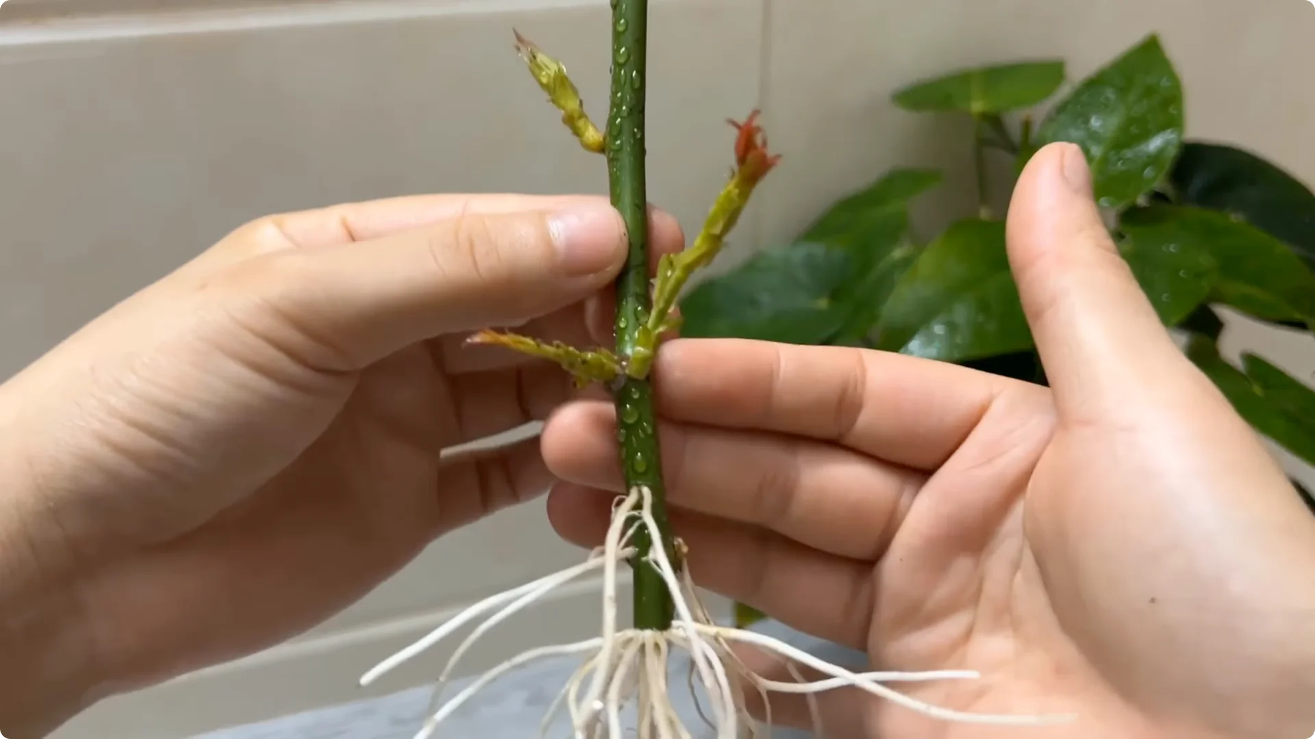 How One Cup Can Grow a Rose Plant Full of Roots and Blooms screenshot 10