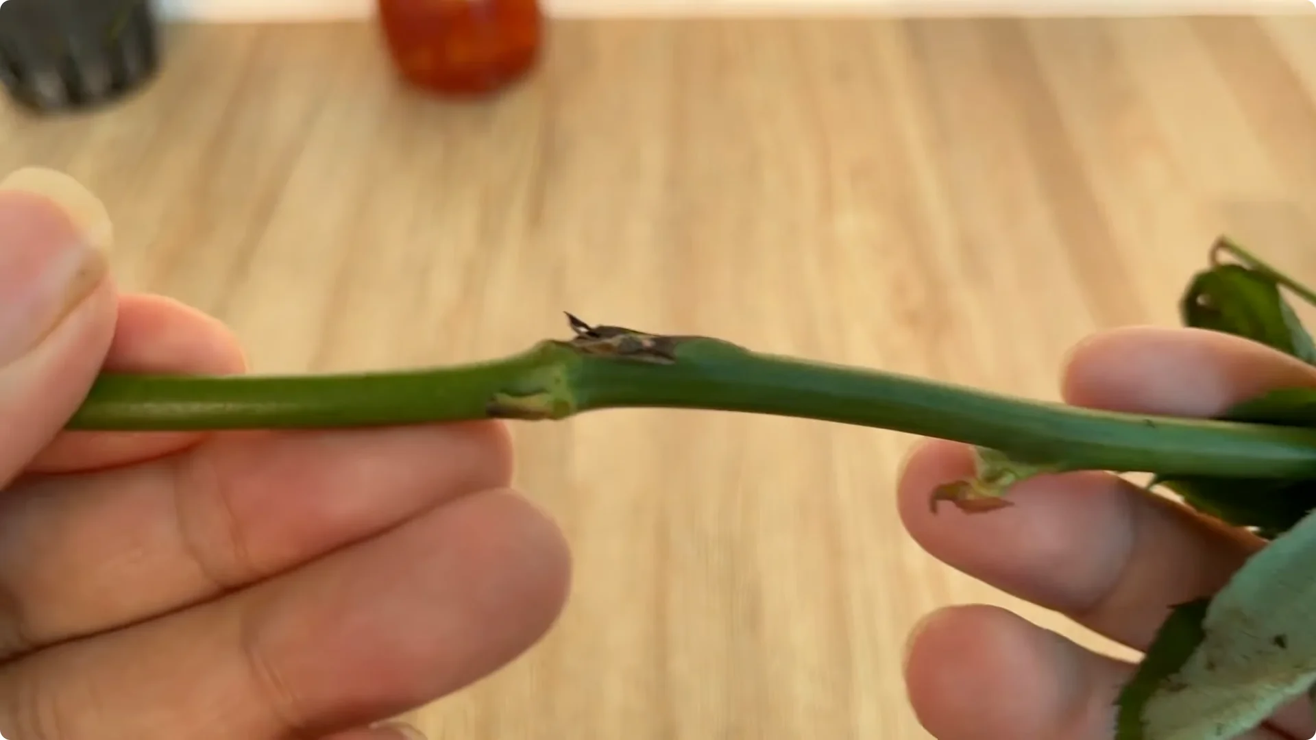 How One Cup Can Grow a Rose Plant Full of Roots and Blooms screenshot 2