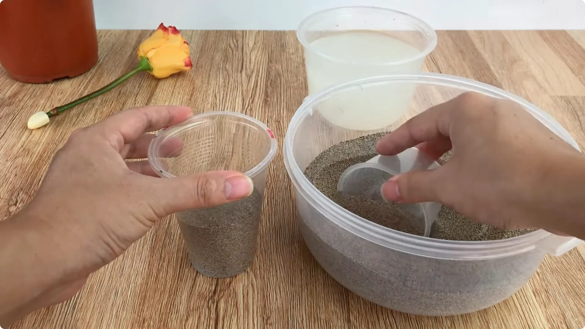 How One Cup Can Grow a Rose Plant Full of Roots and Blooms screenshot 4