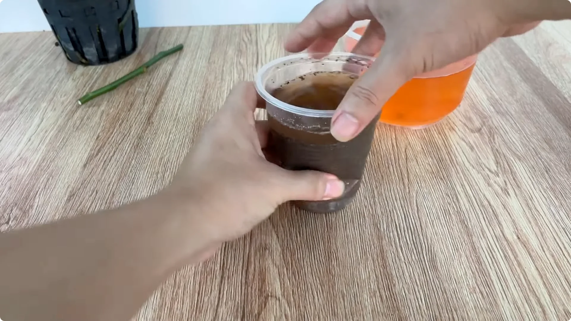 How One Cup Can Grow a Rose Plant Full of Roots and Blooms screenshot 6