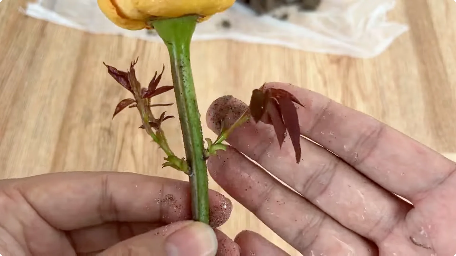 How One Cup Can Grow a Rose Plant Full of Roots and Blooms screenshot 6