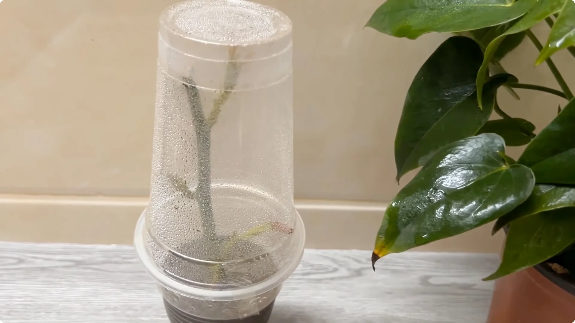 How One Cup Can Grow a Rose Plant Full of Roots and Blooms screenshot 8