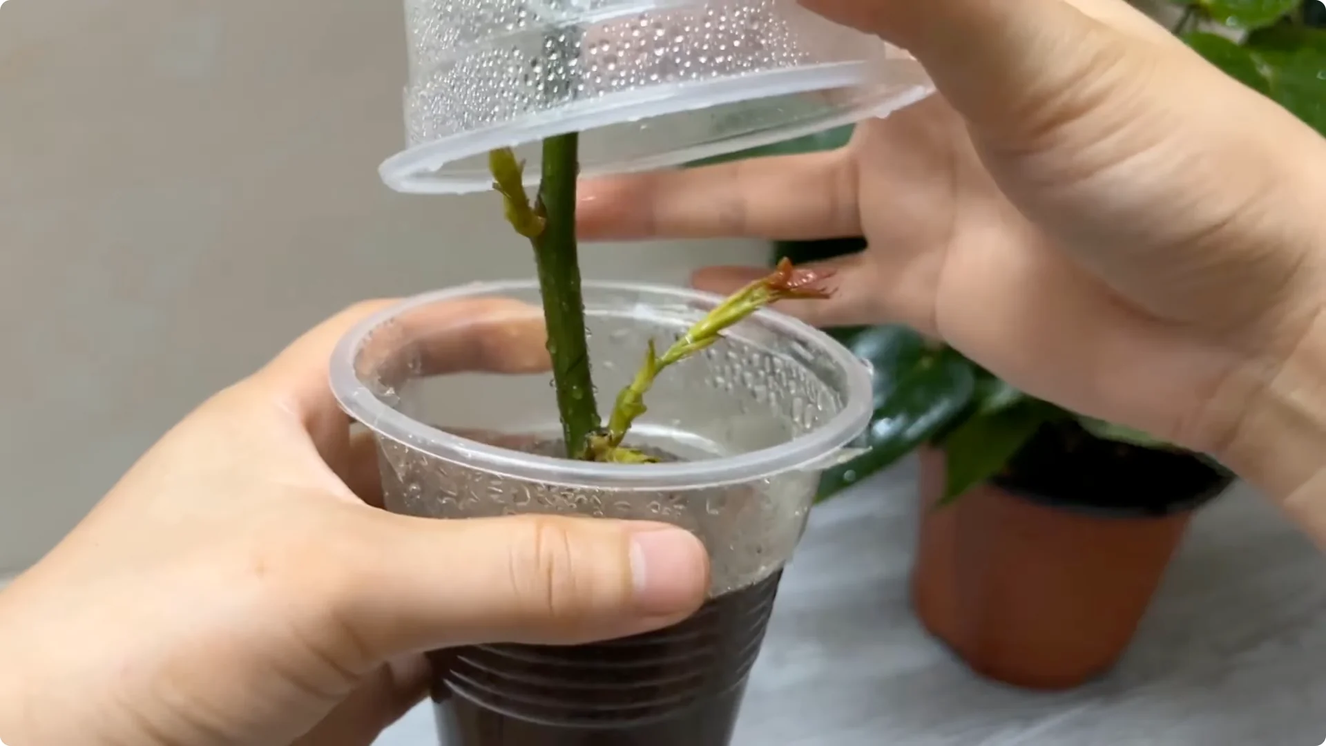 How One Cup Can Grow a Rose Plant Full of Roots and Blooms screenshot 9