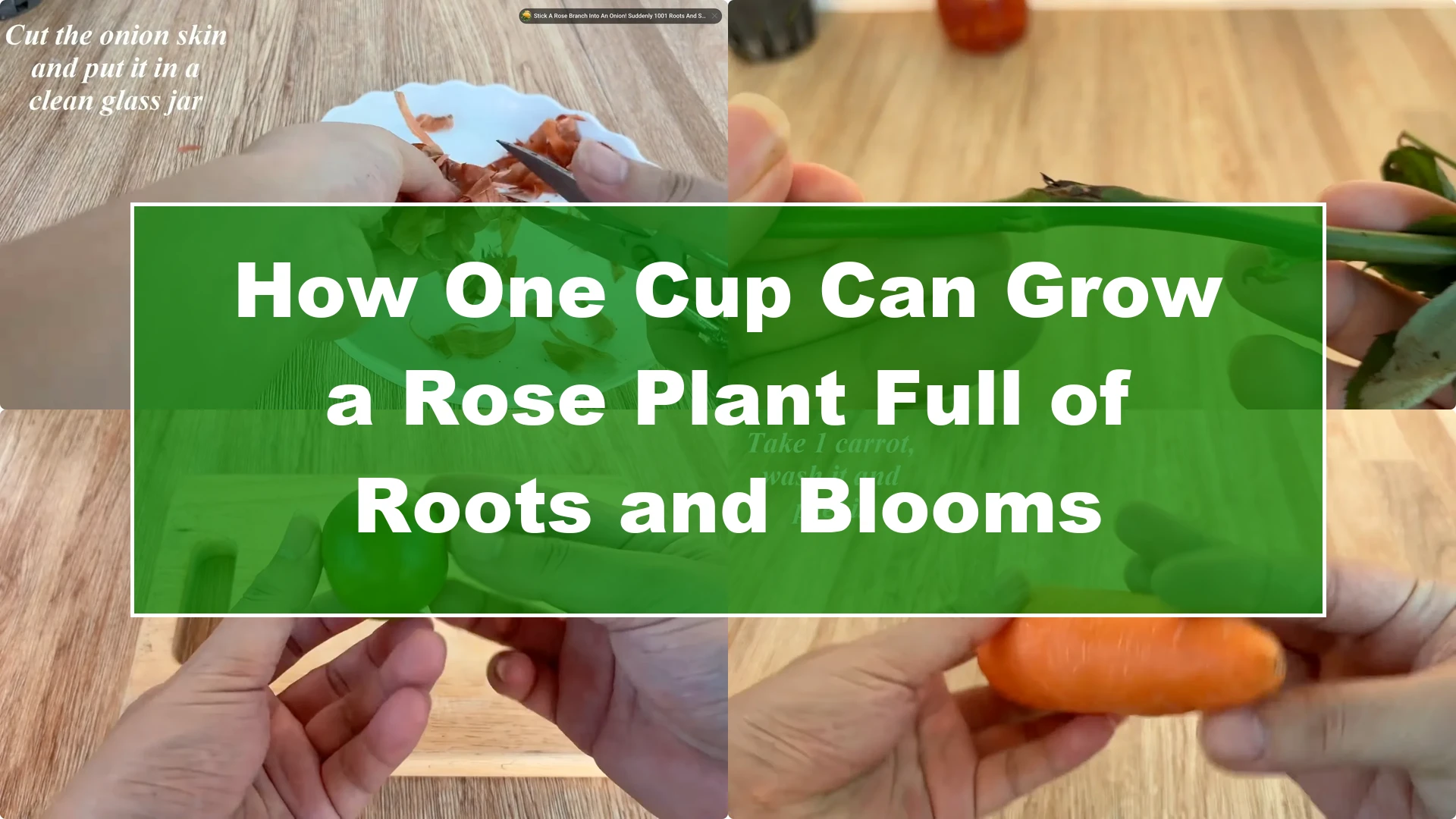 How One Cup Can Grow a Rose Plant Full of Roots and Blooms - Featured Image
