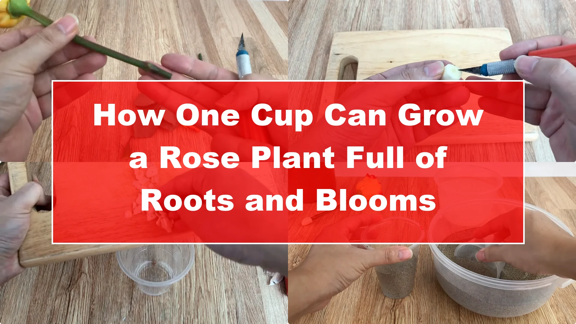How One Cup Can Grow a Rose Plant Full of Roots and Blooms - Featured Image