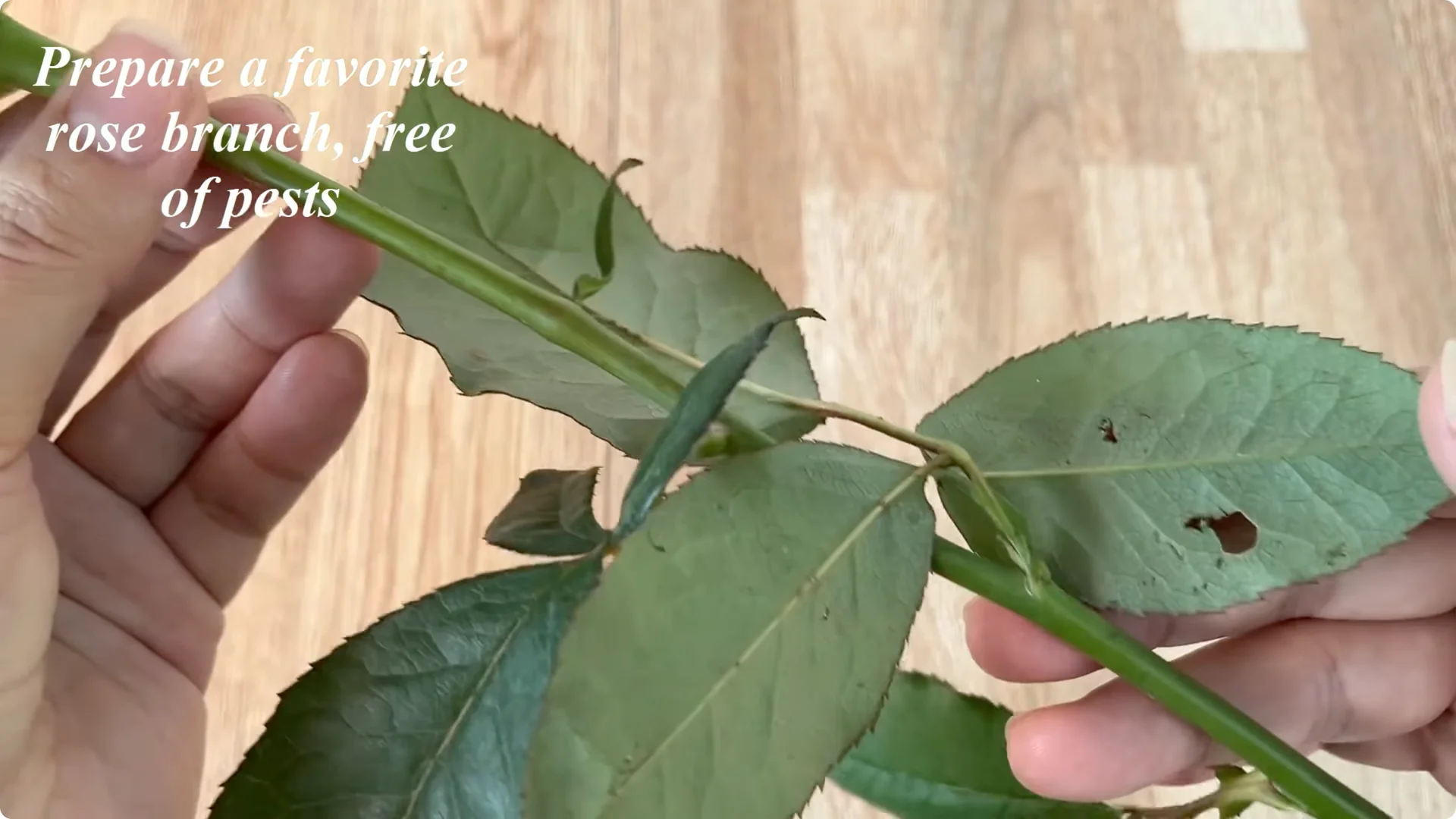 How One Cup Can Grow a Rose Plant with Many Roots and Shoots screenshot 1