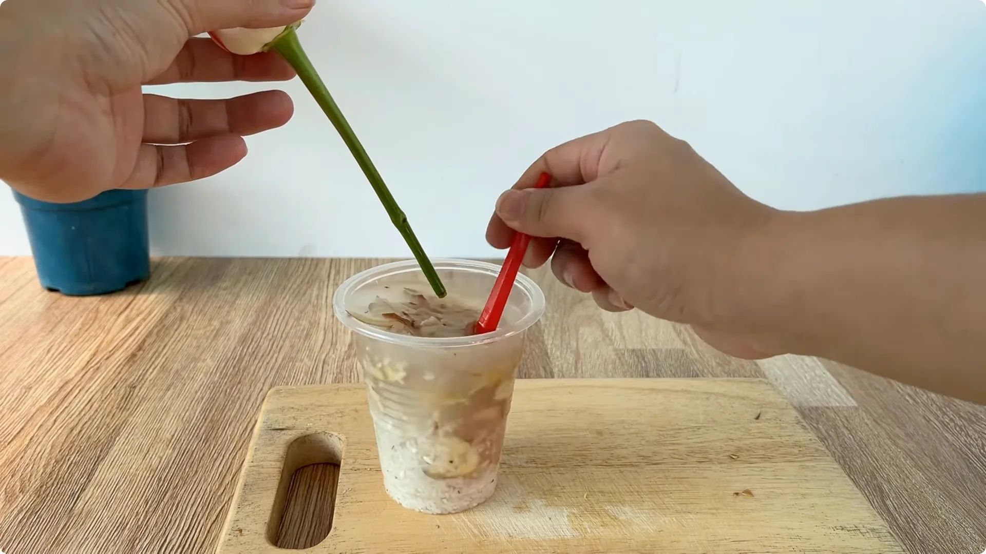 How One Cup Can Grow a Rose Plant with Many Roots and Shoots screenshot 11