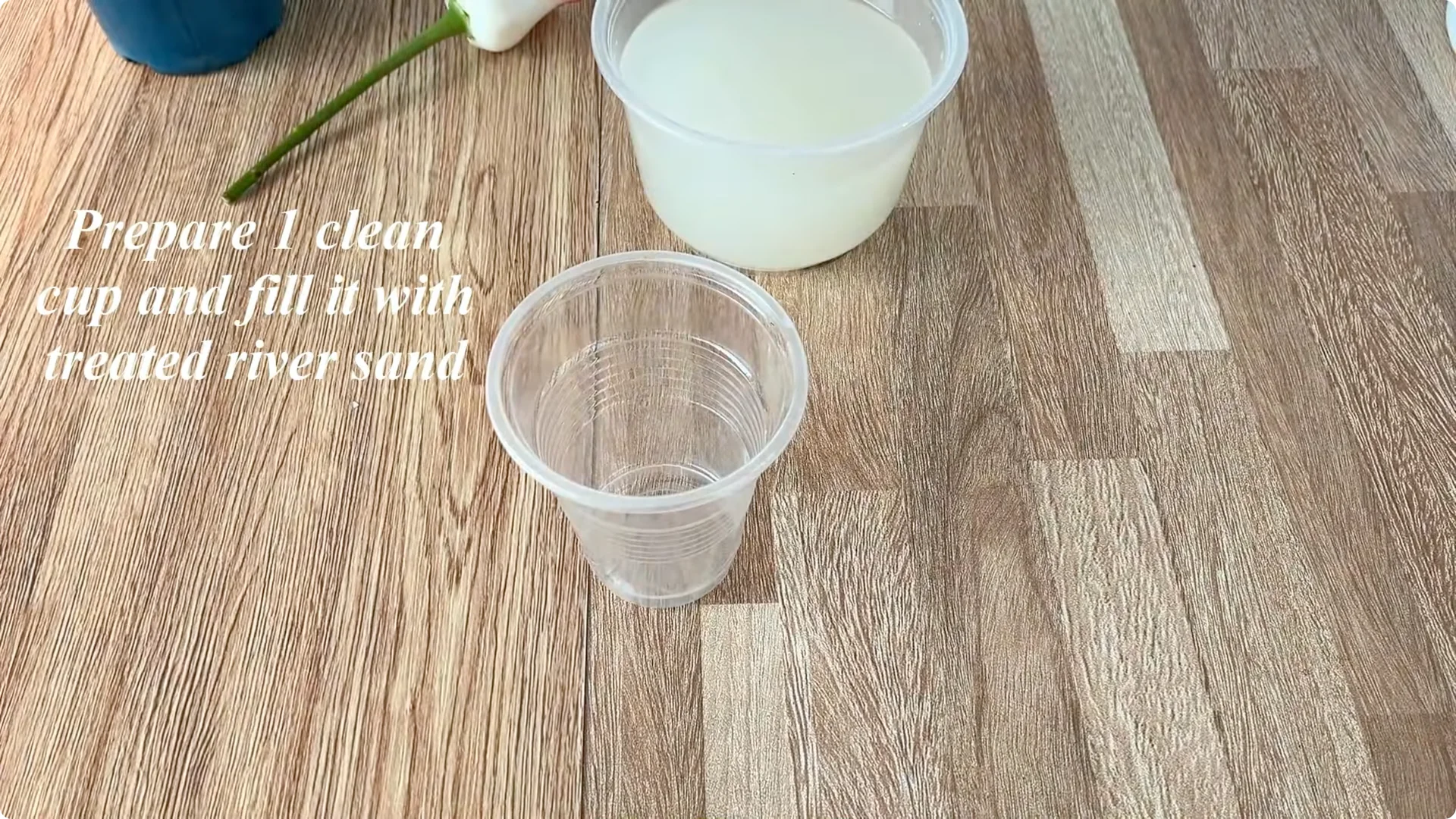 How One Cup Can Grow a Rose Plant with Many Roots and Shoots screenshot 13