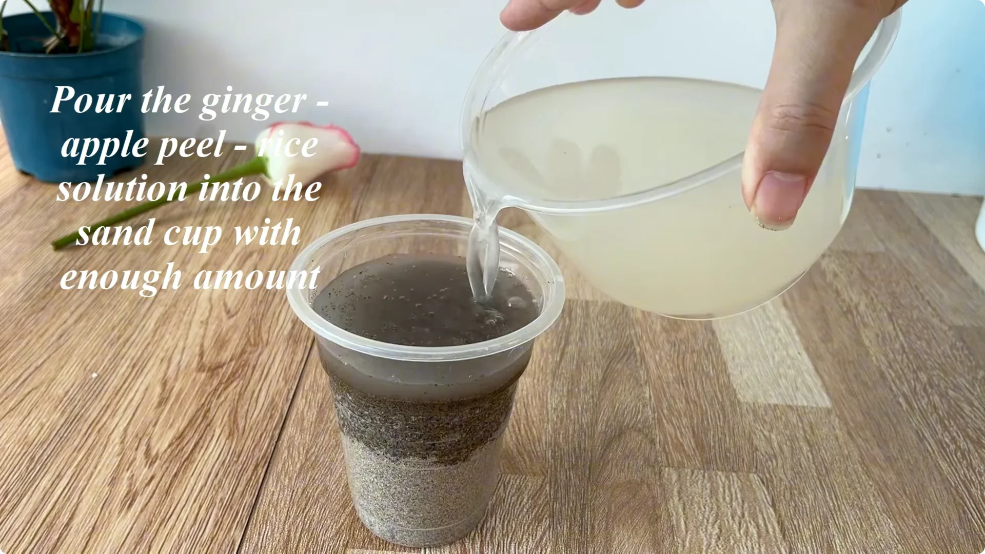 How One Cup Can Grow a Rose Plant with Many Roots and Shoots screenshot 14