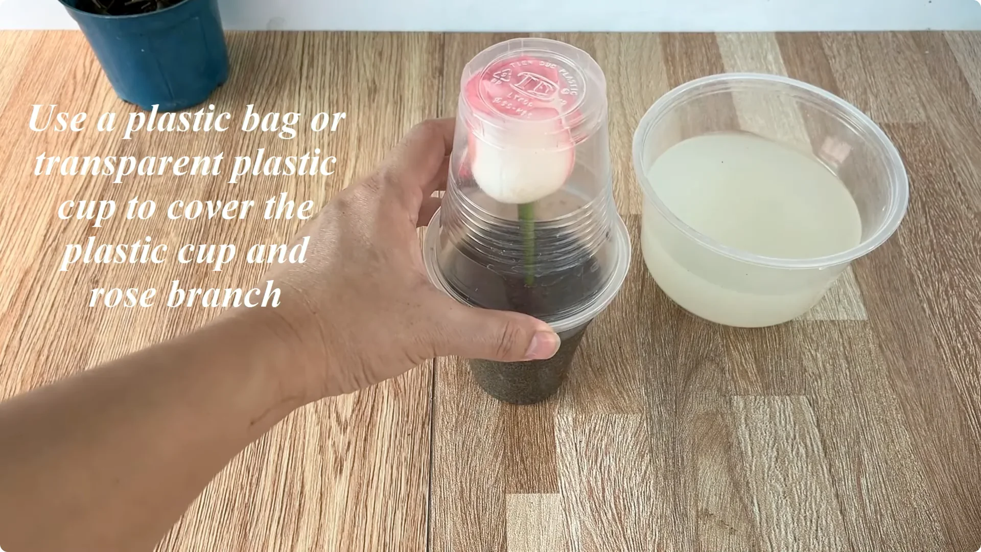 How One Cup Can Grow a Rose Plant with Many Roots and Shoots screenshot 15