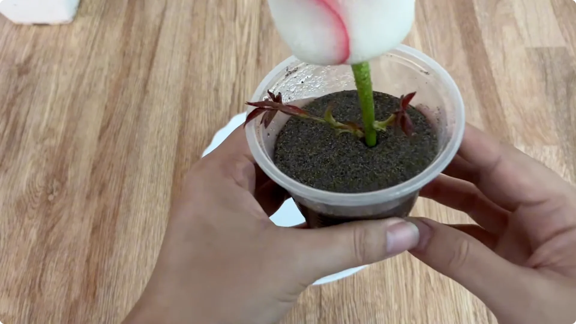 How One Cup Can Grow a Rose Plant with Many Roots and Shoots screenshot 16