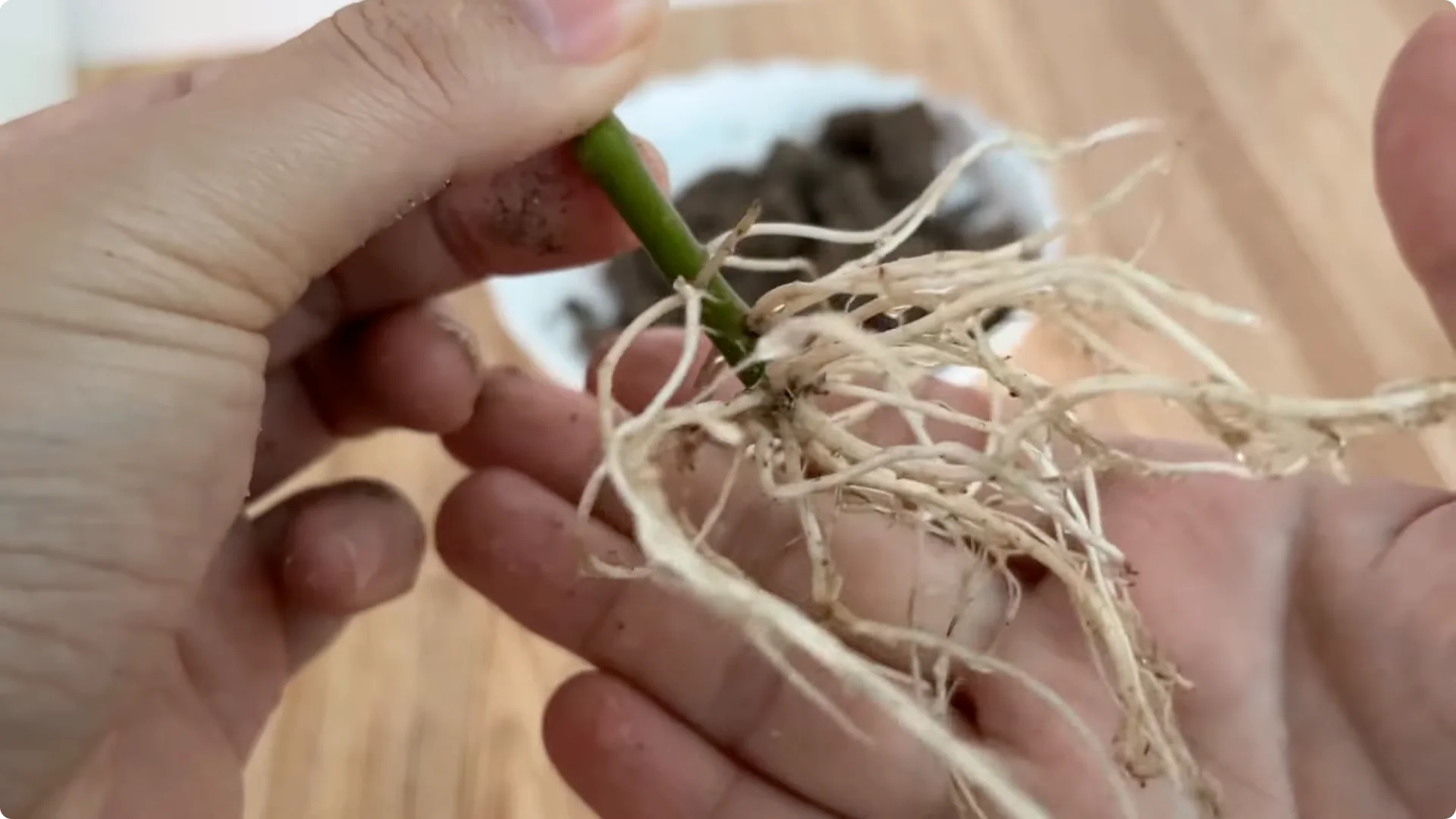 How One Cup Can Grow a Rose Plant with Many Roots and Shoots screenshot 17