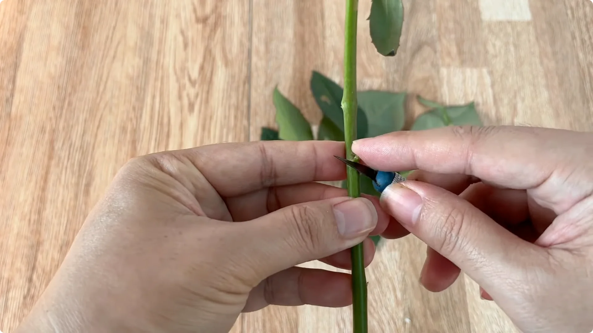 How One Cup Can Grow a Rose Plant with Many Roots and Shoots screenshot 2