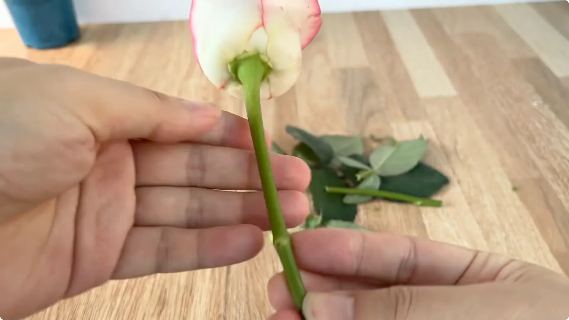 How One Cup Can Grow a Rose Plant with Many Roots and Shoots screenshot 3