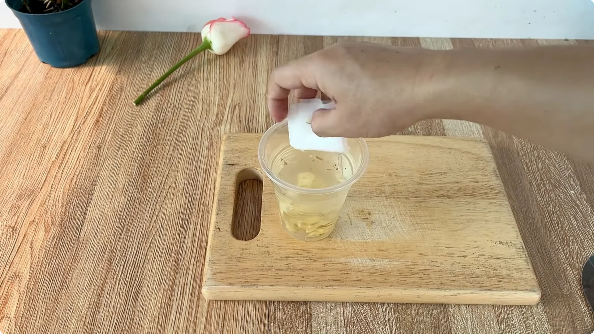 How One Cup Can Grow a Rose Plant with Many Roots and Shoots screenshot 6