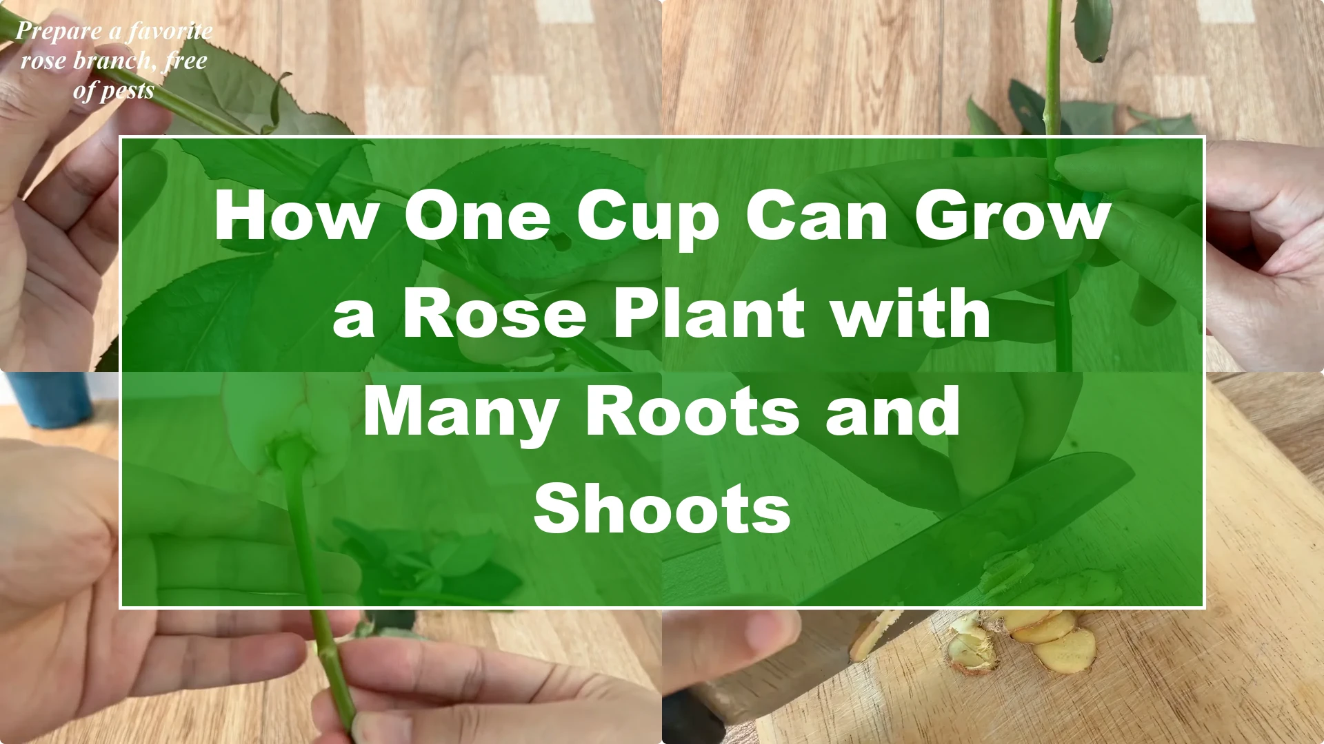 How One Cup Can Grow a Rose Plant with Many Roots and Shoots - Featured Image