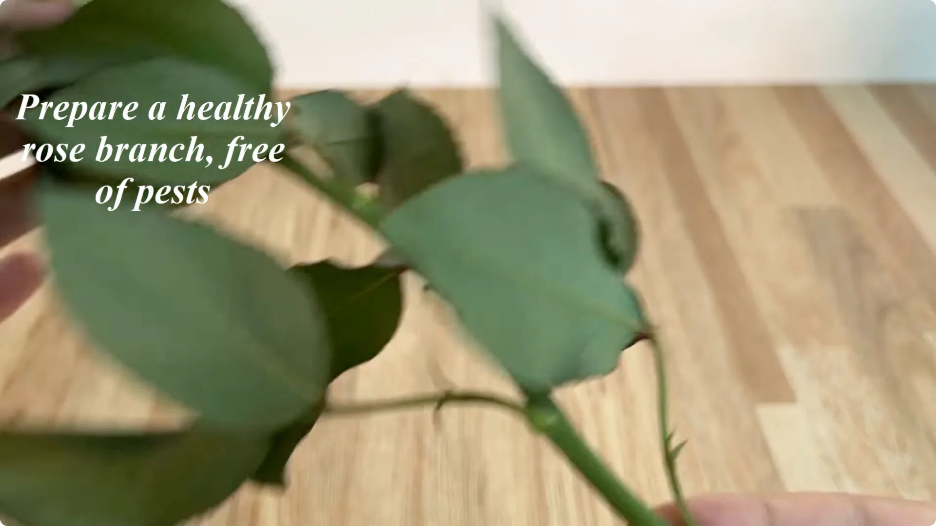 How One Cup Helps Any Rose Branch Root and Bloom Easily screenshot 1