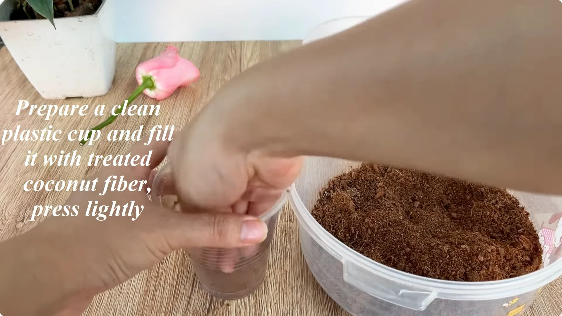 How One Cup Helps Any Rose Branch Root and Bloom Easily screenshot 4