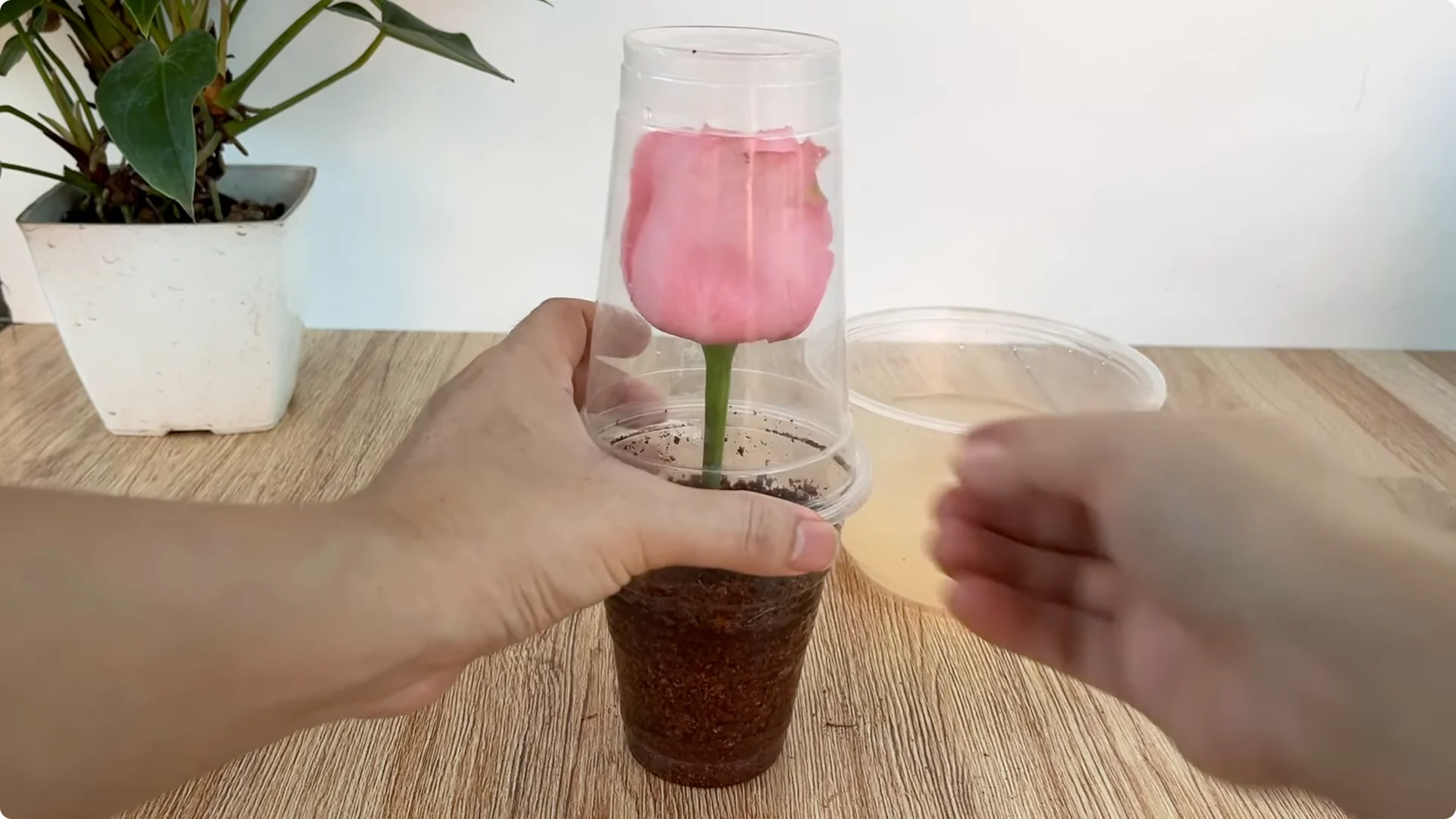 How One Cup Helps Any Rose Branch Root and Bloom Easily screenshot 5