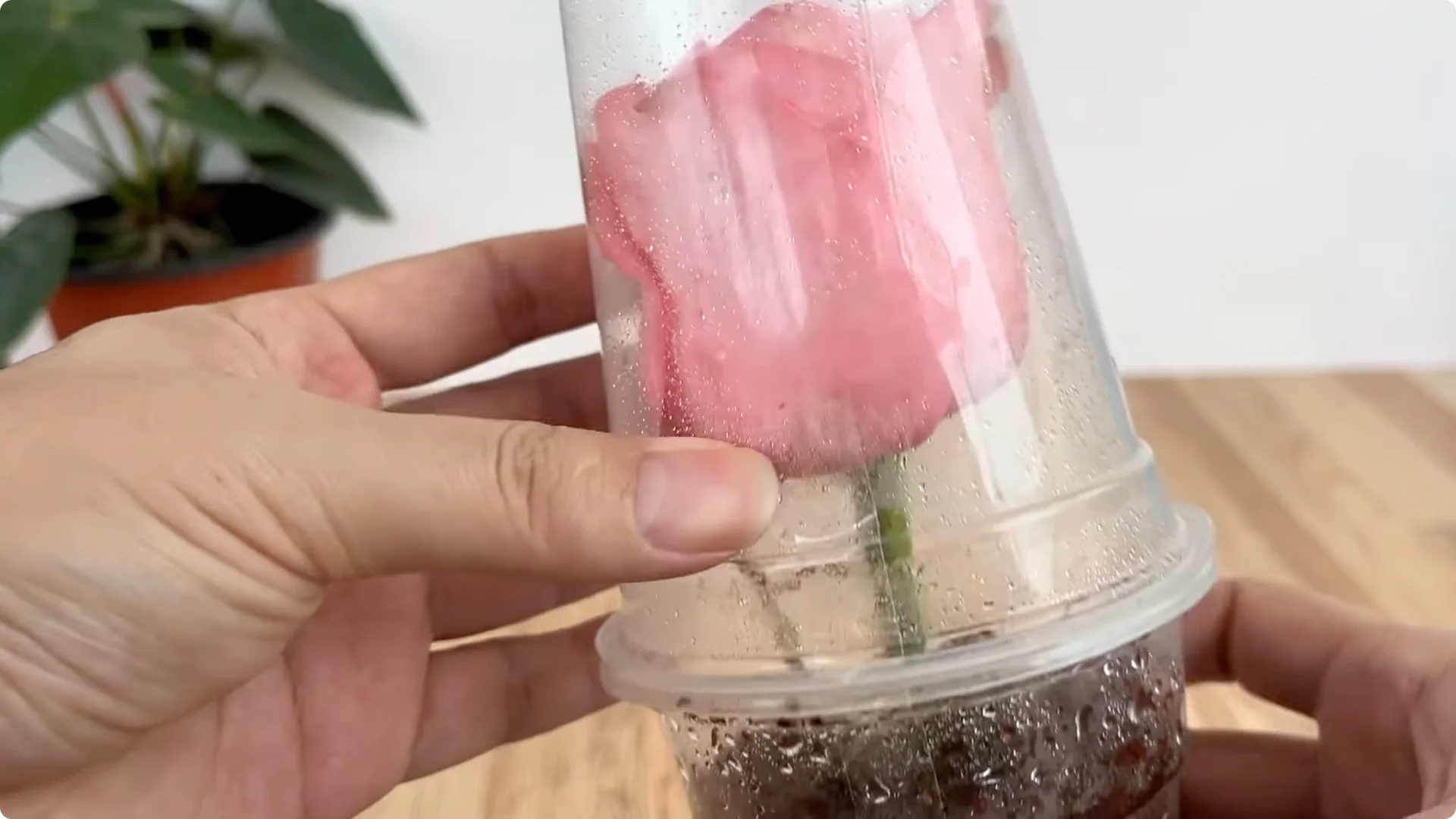 How One Cup Helps Any Rose Branch Root and Bloom Easily screenshot 6