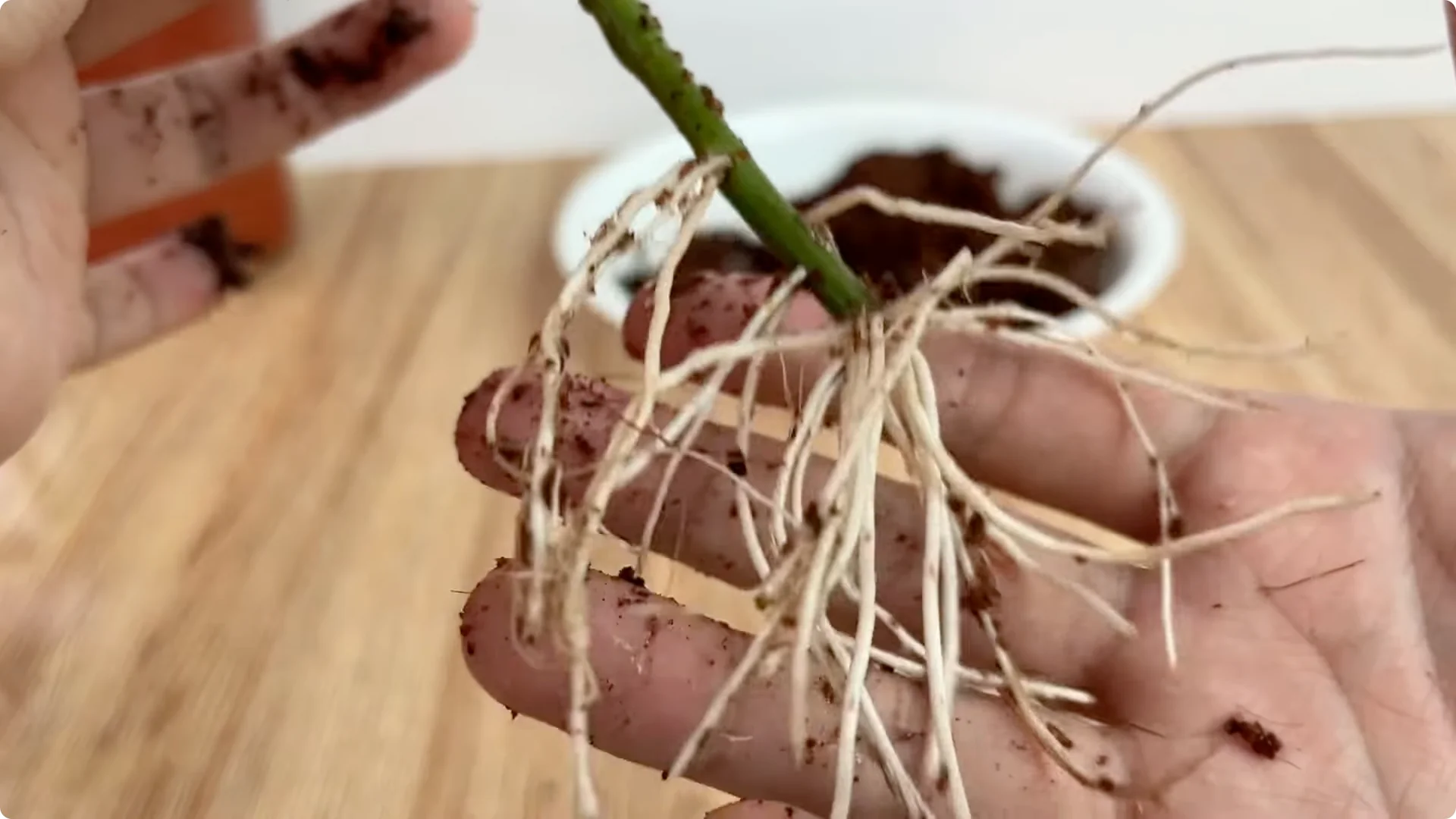 How One Cup Helps Any Rose Branch Root and Bloom Easily screenshot 7