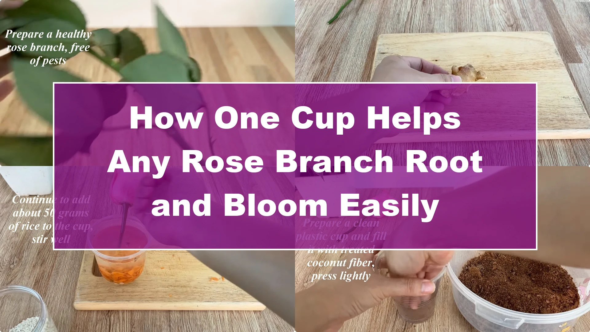 How One Cup Helps Any Rose Branch Root and Bloom Easily - Featured Image