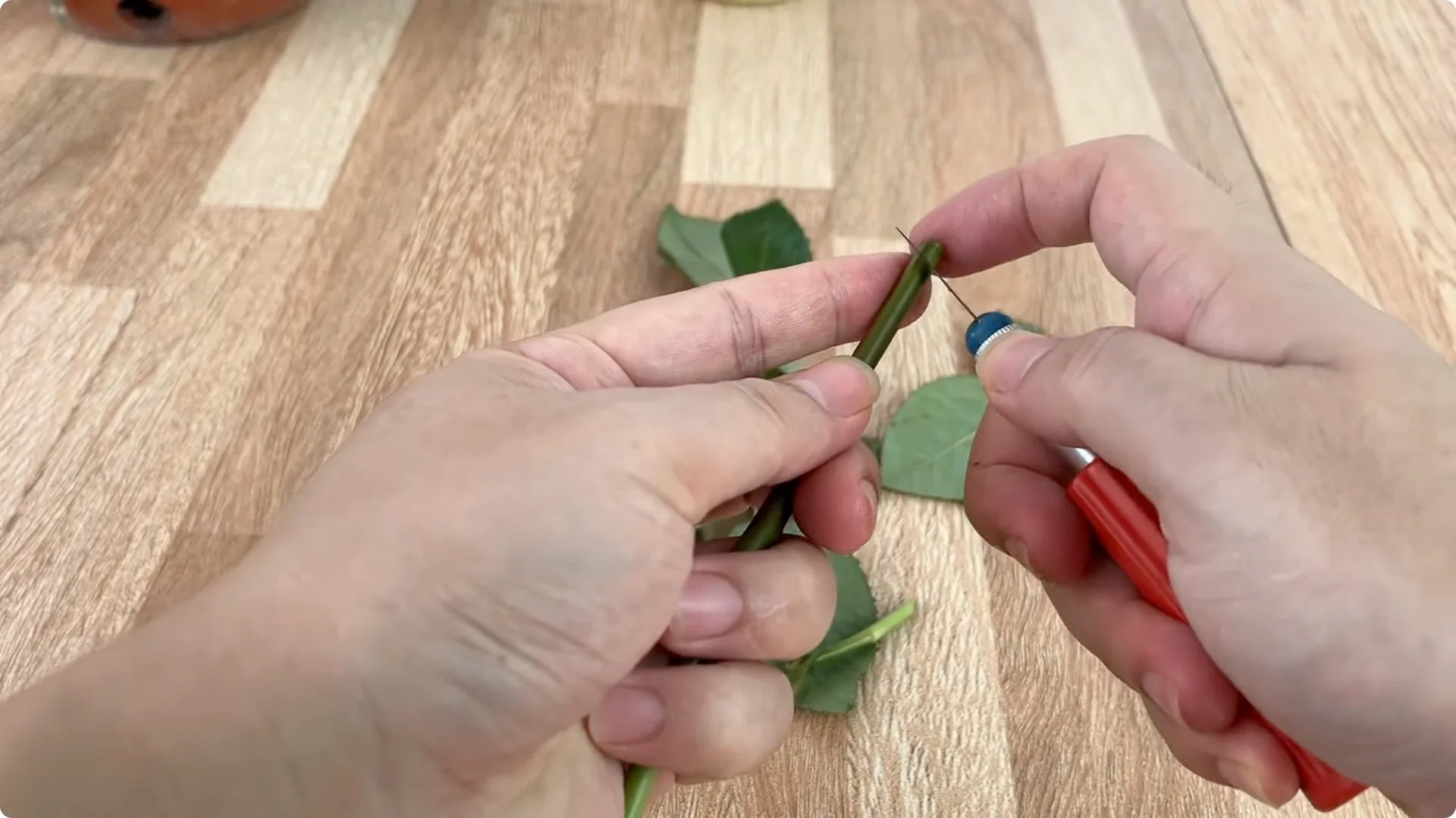 How One Egg Sparked a Rose Branch to Bloom and Root Deep screenshot 4